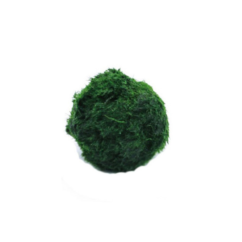 Planted Aquarium Aquascape - Marimo Moss Balls Live Aquarium Plant