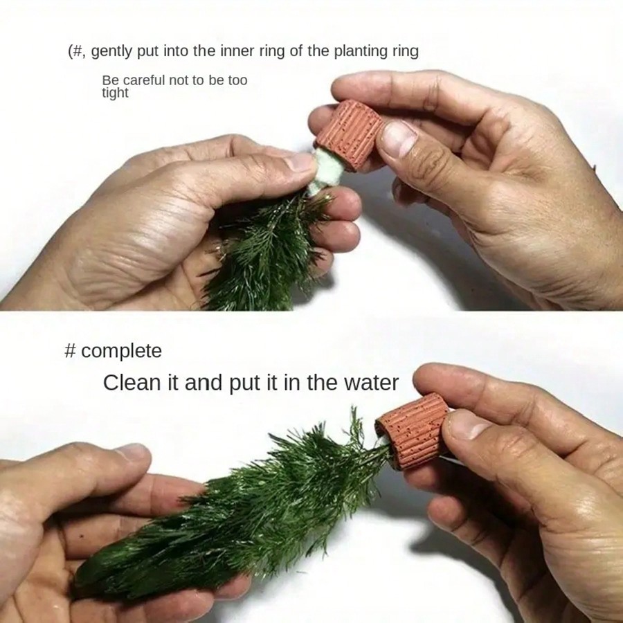 Resting Leaves, Spawning Leave - Planted Aquarium Betta review and price
