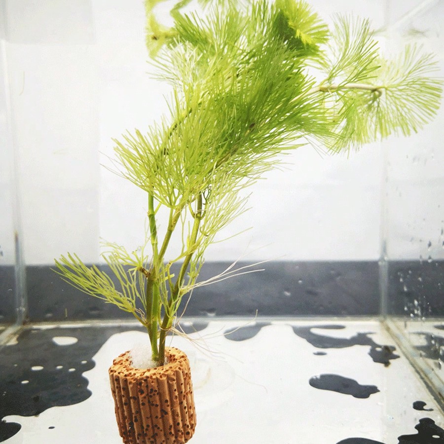 Resting Leaves, Spawning Leave - Planted Aquarium Betta review and price