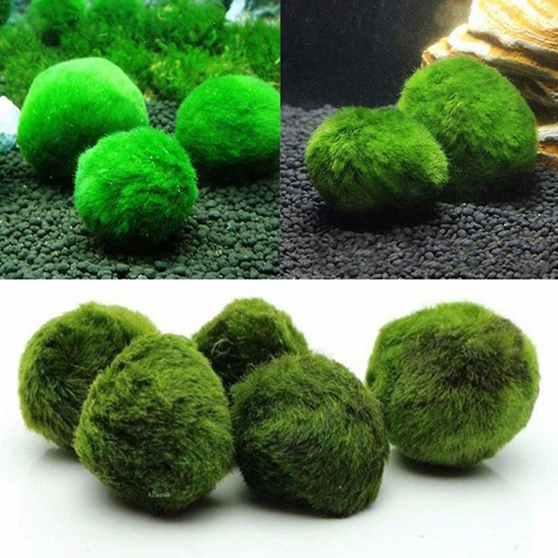 Marimo Moss Balls Live Aquariu - Planted Aquarium Aquascape review and price