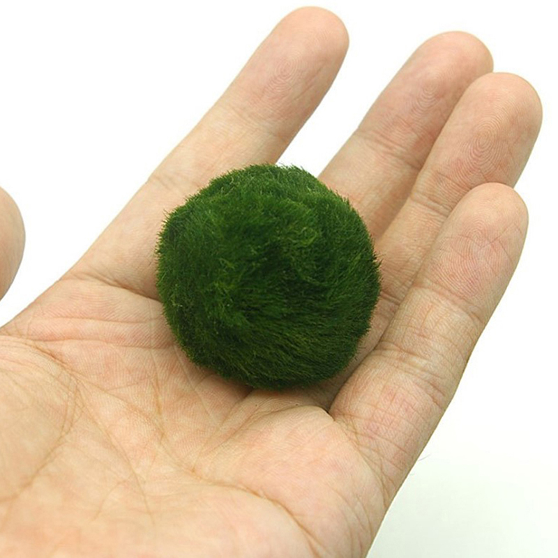 Marimo Moss Balls Live Aquariu - Planted Aquarium Aquascape review and price