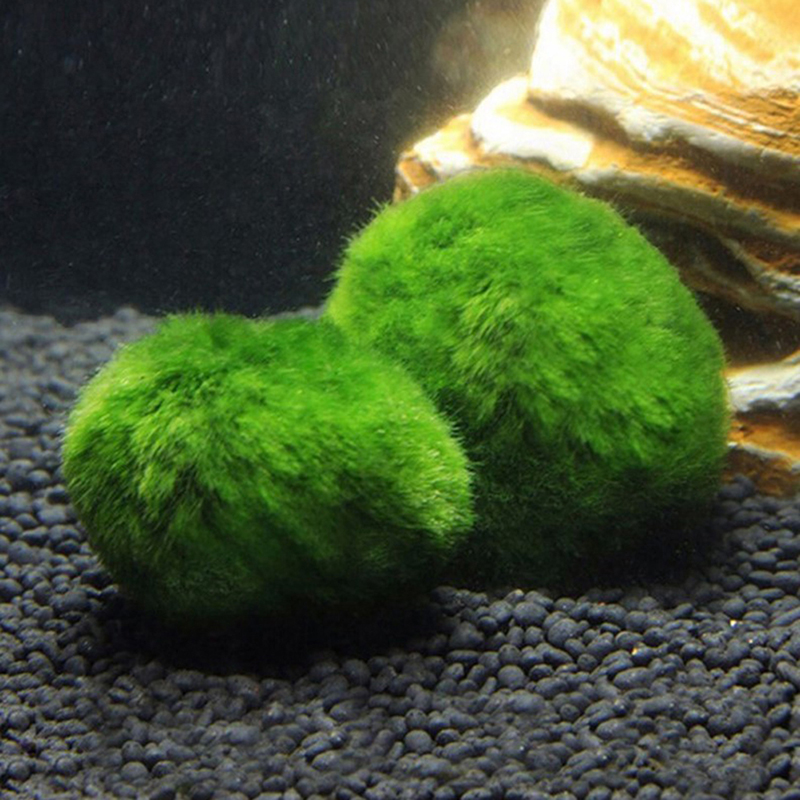 Marimo Moss Balls Live Aquariu - Planted Aquarium Aquascape review and price