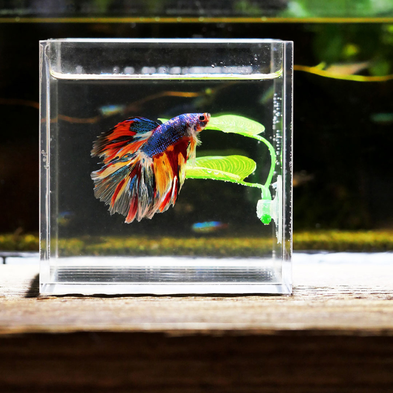 Betta Fish Rest Aquarium Leaf  - Planted Aquarium Betta review and price