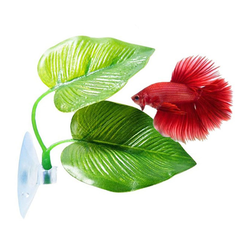 Betta Fish Rest Aquarium Leaf  - Planted Aquarium Betta review and price