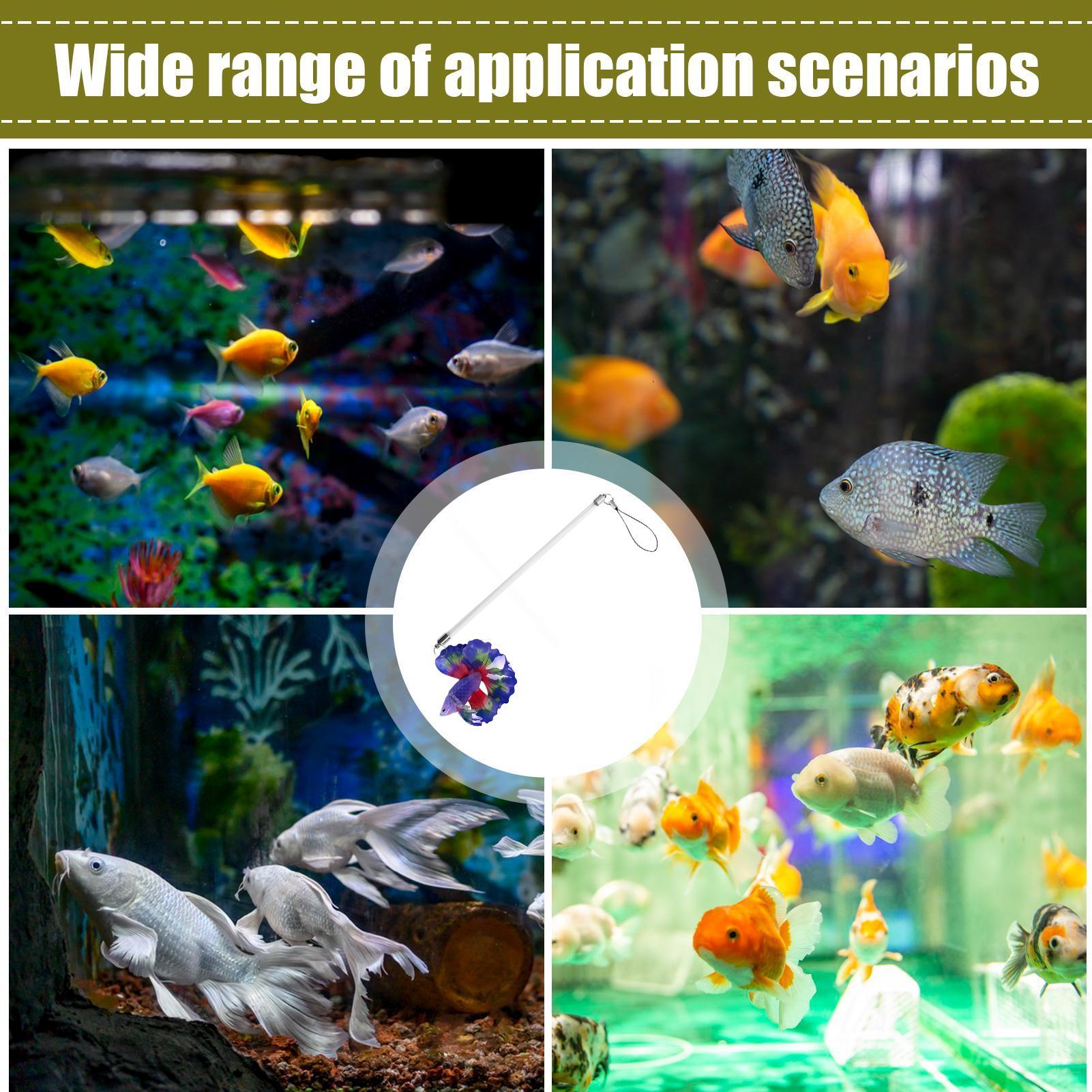 Fish Training Wand For Betta I - Planted Aquarium Betta review and price